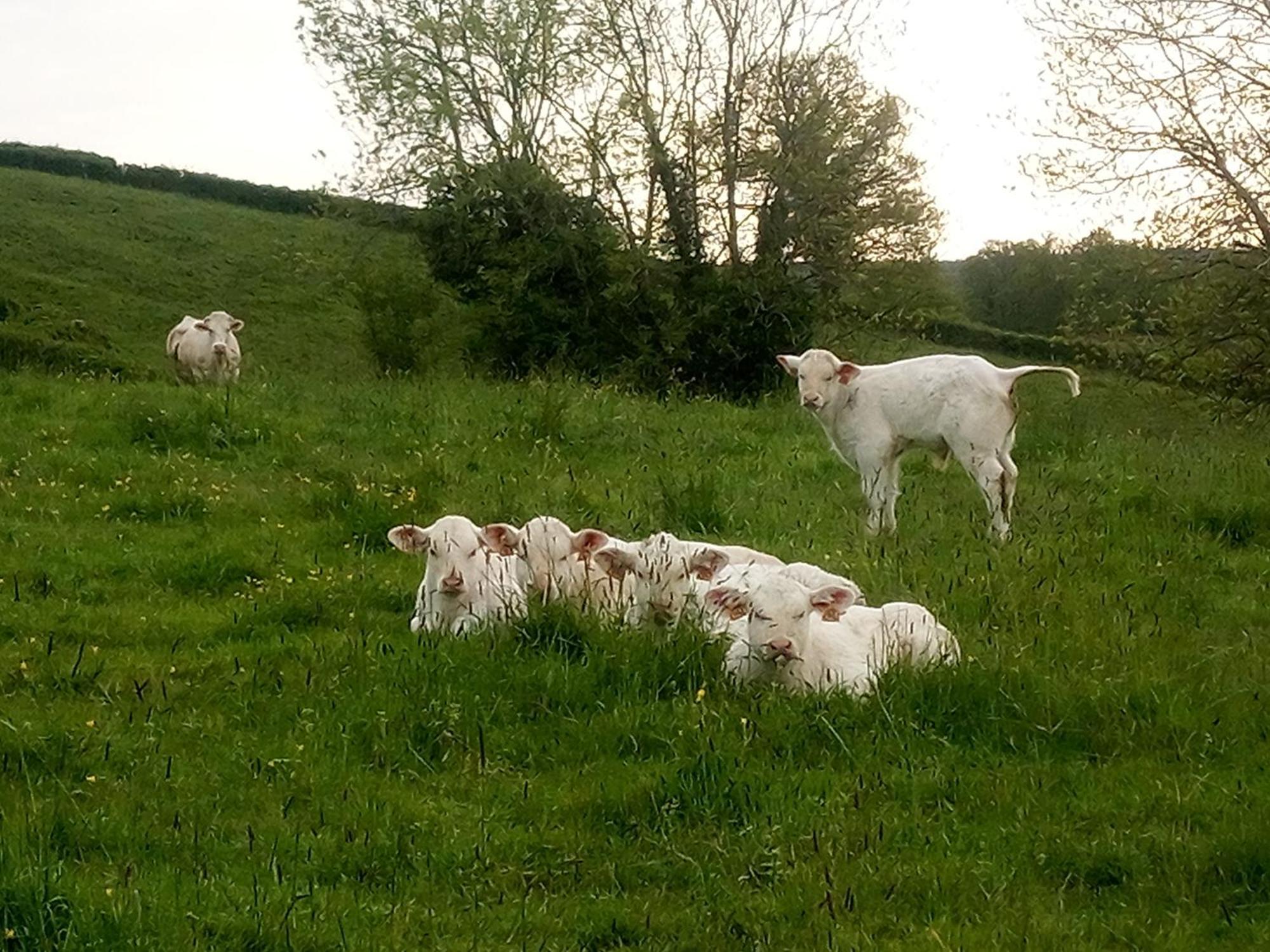 Gite A La Ferme Le Rousset Luaran gambar